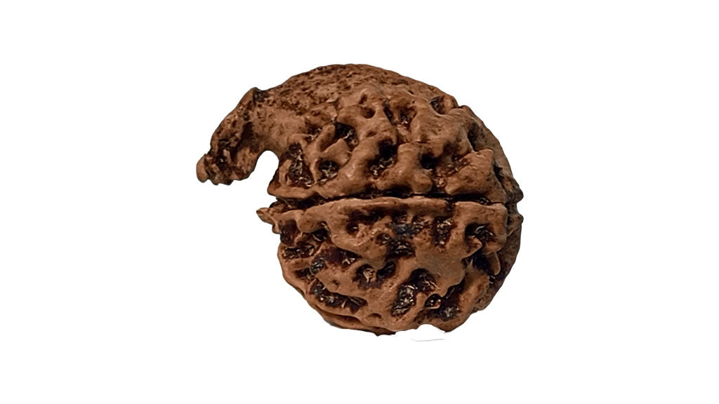 Ganesh Rudraksha