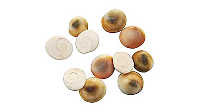 Gomati Chakra (5 pcs)