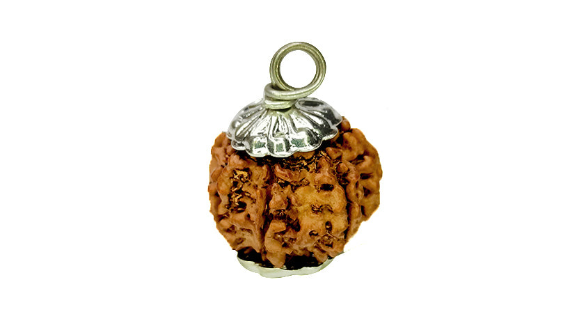 7 Mukhi Rudraksha