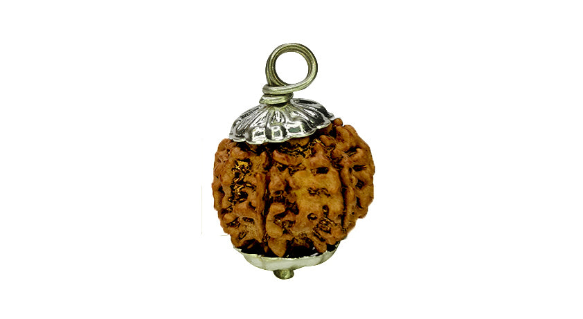 7 Mukhi Rudraksha