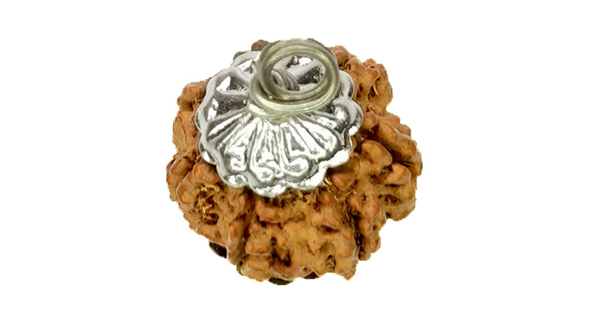 7 Mukhi Rudraksha