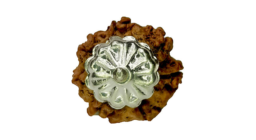 7 Mukhi Rudraksha