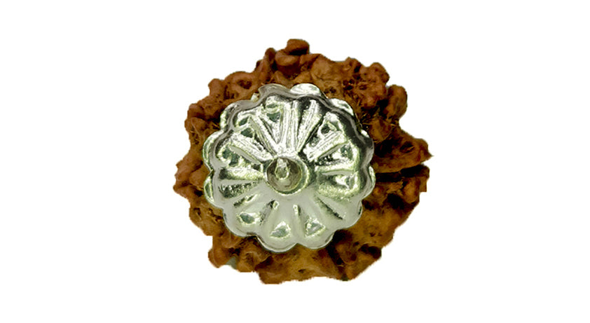 7 Mukhi Rudraksha