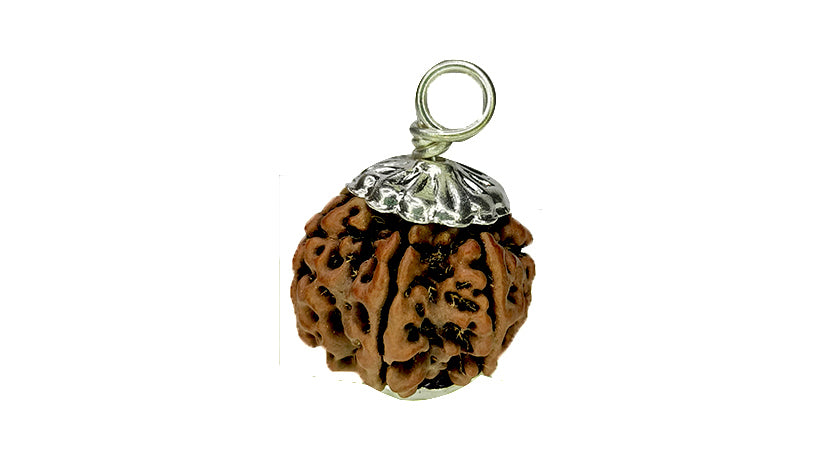 7 Mukhi Rudraksha