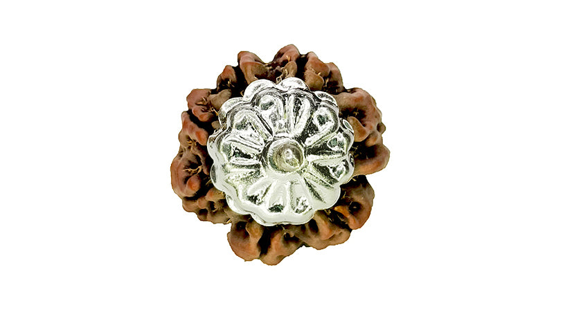 7 Mukhi Rudraksha