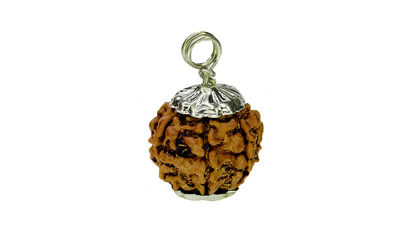 7 Mukhi Rudraksha