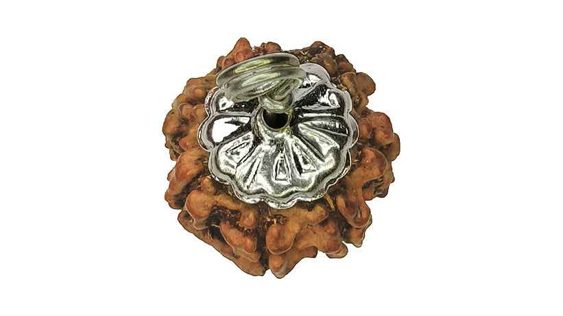 7 Mukhi Rudraksha