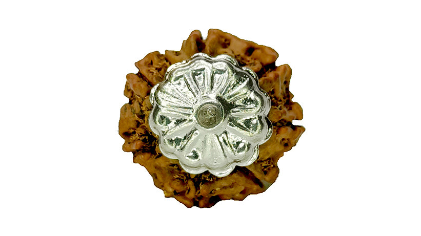 7 Mukhi Rudraksha