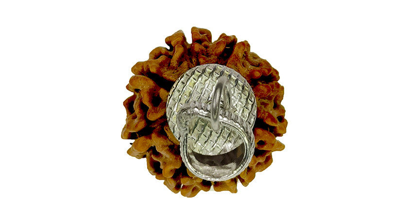 8 Mukhi Rudraksha