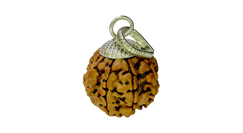 8 Mukhi Rudraksha
