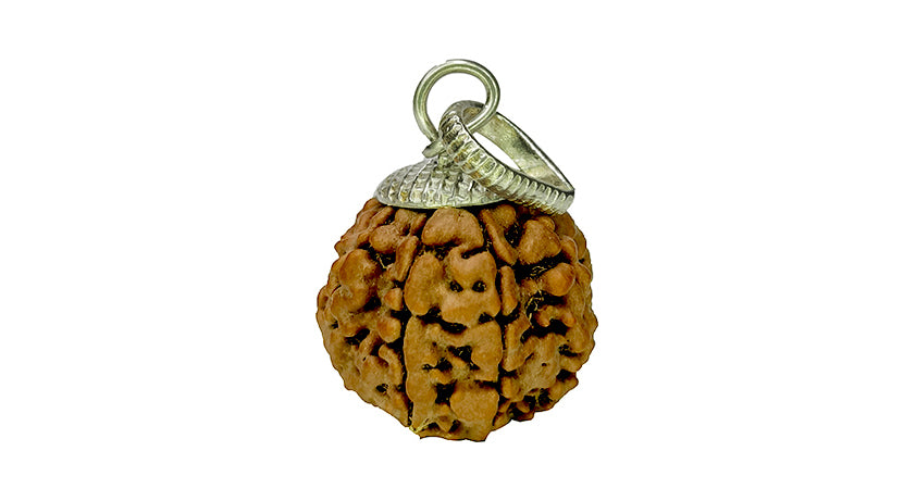 8 Mukhi Rudraksha