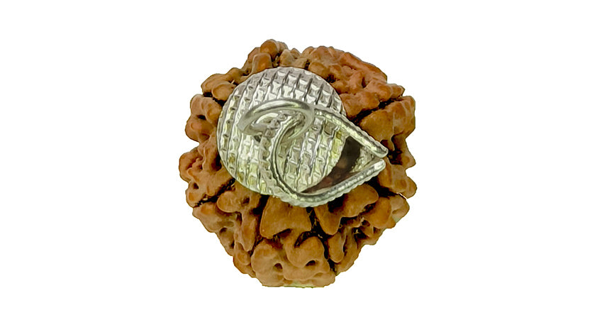 8 Mukhi Rudraksha