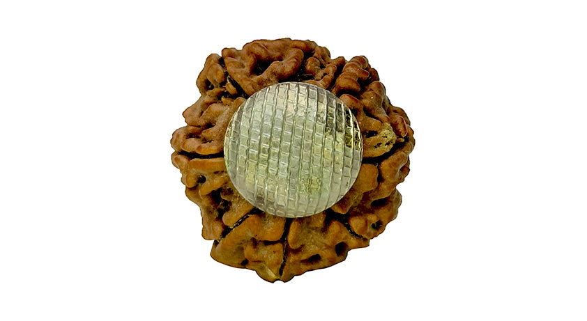 8 Mukhi Rudraksha