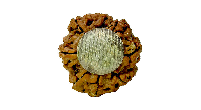 8 Mukhi Rudraksha