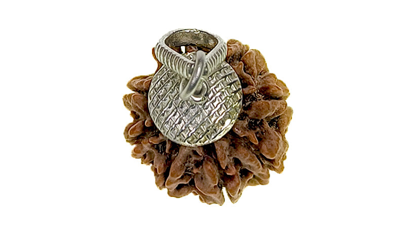 8 Mukhi Rudraksha