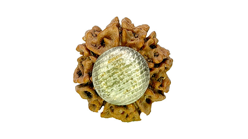 8 Mukhi Rudraksha