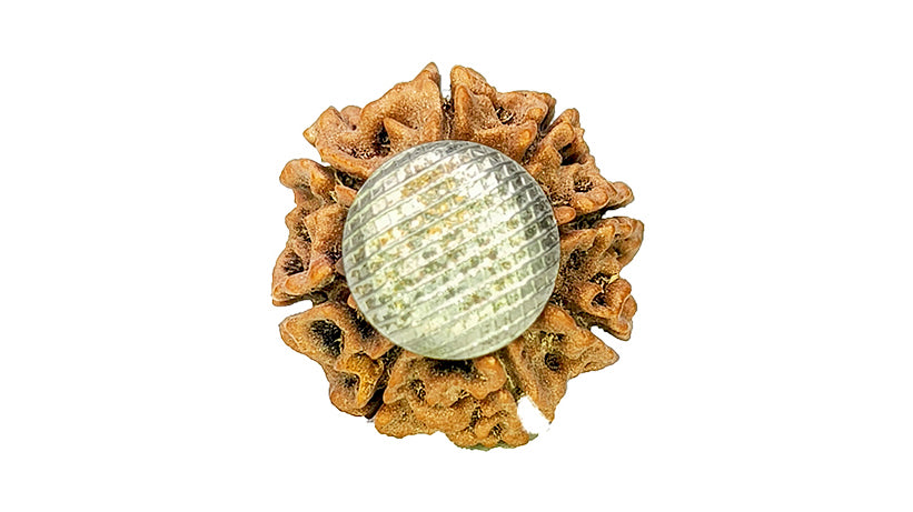 8 Mukhi Rudraksha