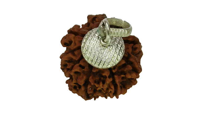 8 Mukhi Rudraksha