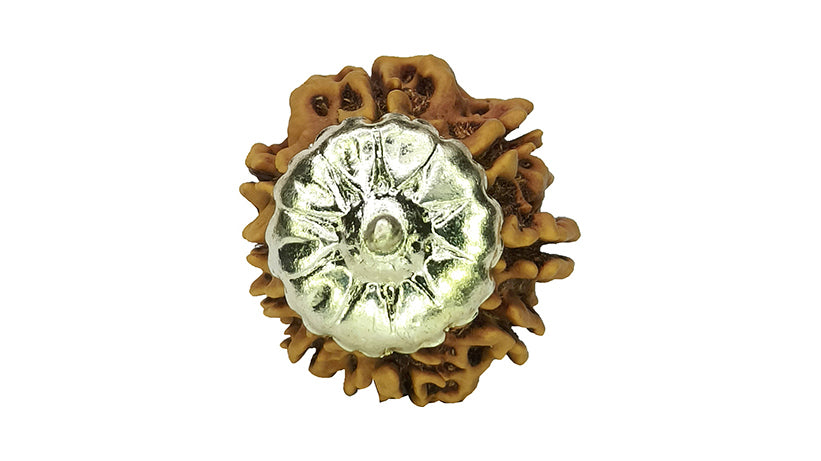 9 Mukhi Rudraksha