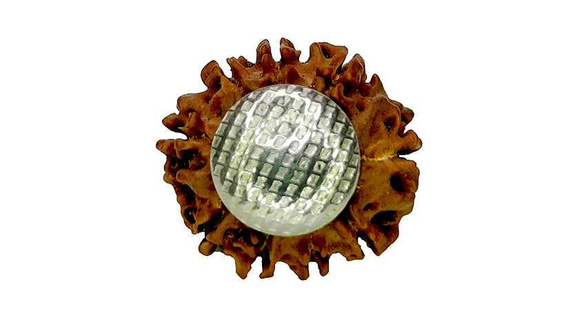 9 Mukhi Rudraksha