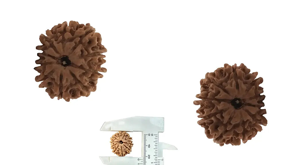 10 Mukhi Rudraksha