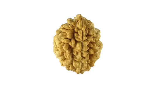 2 Mukhi Rudraksha