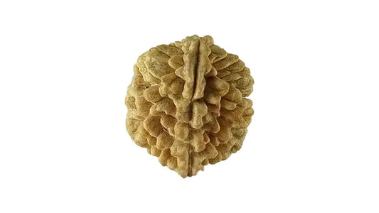 2 Mukhi Rudraksha