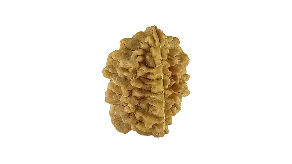 2 Mukhi Rudraksha