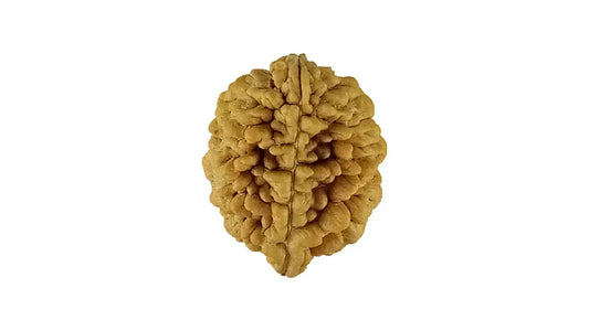 2 Mukhi Rudraksha