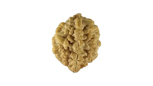 2 Mukhi Rudraksha