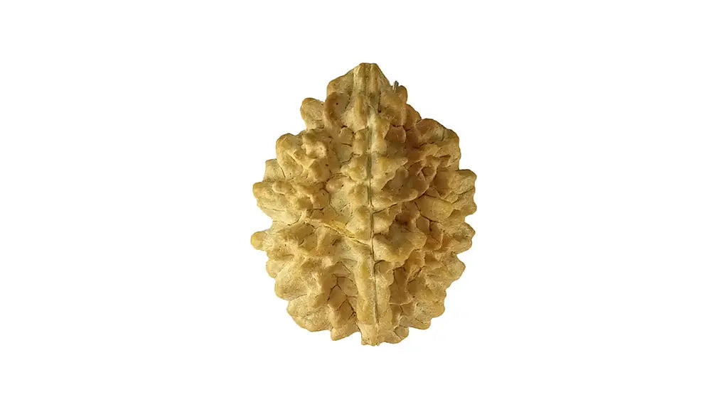 2 Mukhi Rudraksha