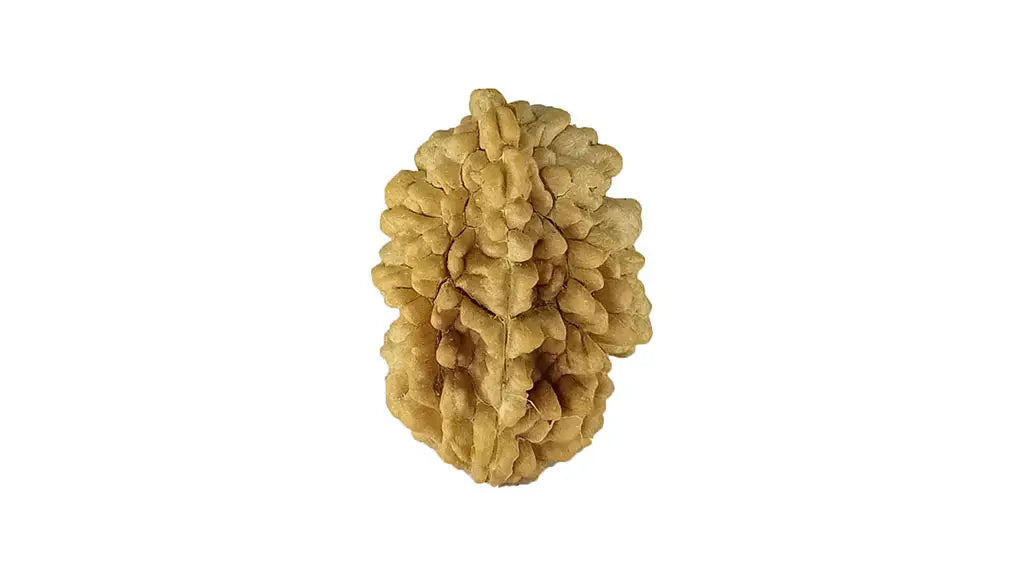 2 Mukhi Rudraksha