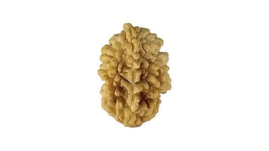 2 Mukhi Rudraksha