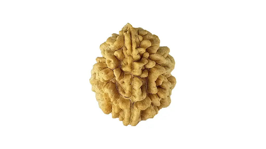 2 Mukhi Rudraksha