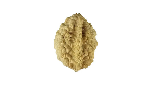 2 Mukhi Rudraksha