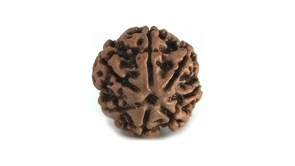 7 Mukhi Rudraksha