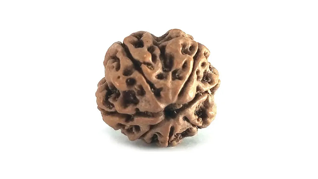 7 Mukhi Rudraksha