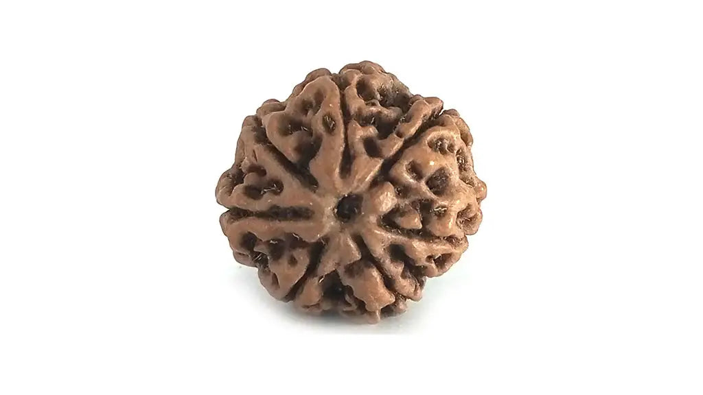 7 Mukhi Rudraksha