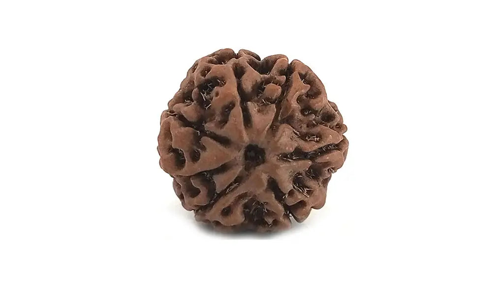 7 Mukhi Rudraksha