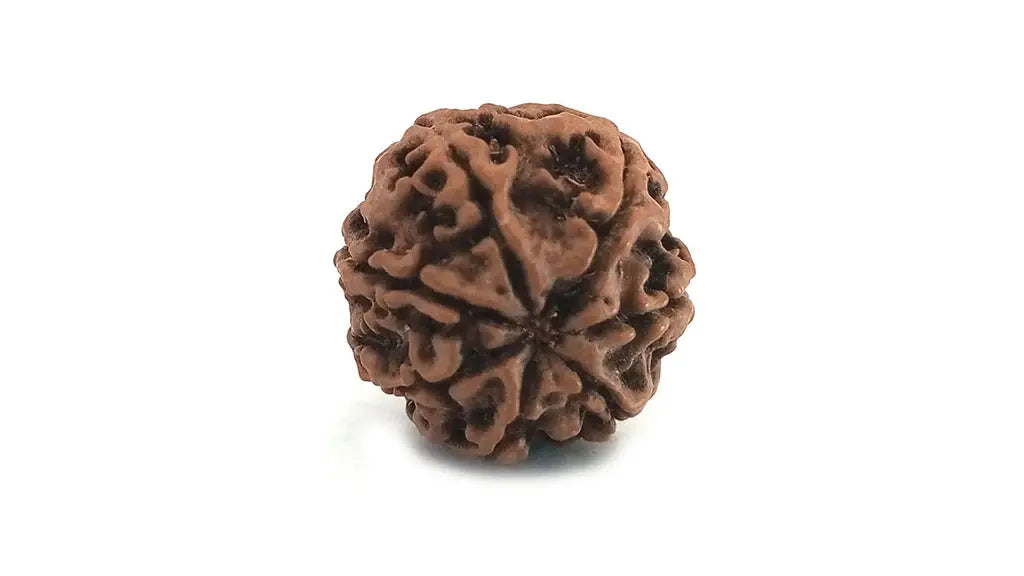 7 Mukhi Rudraksha