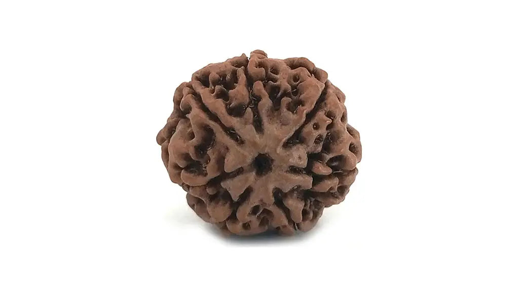 7 Mukhi Rudraksha