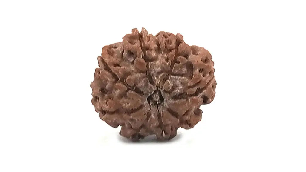 8 Mukhi Rudraksha