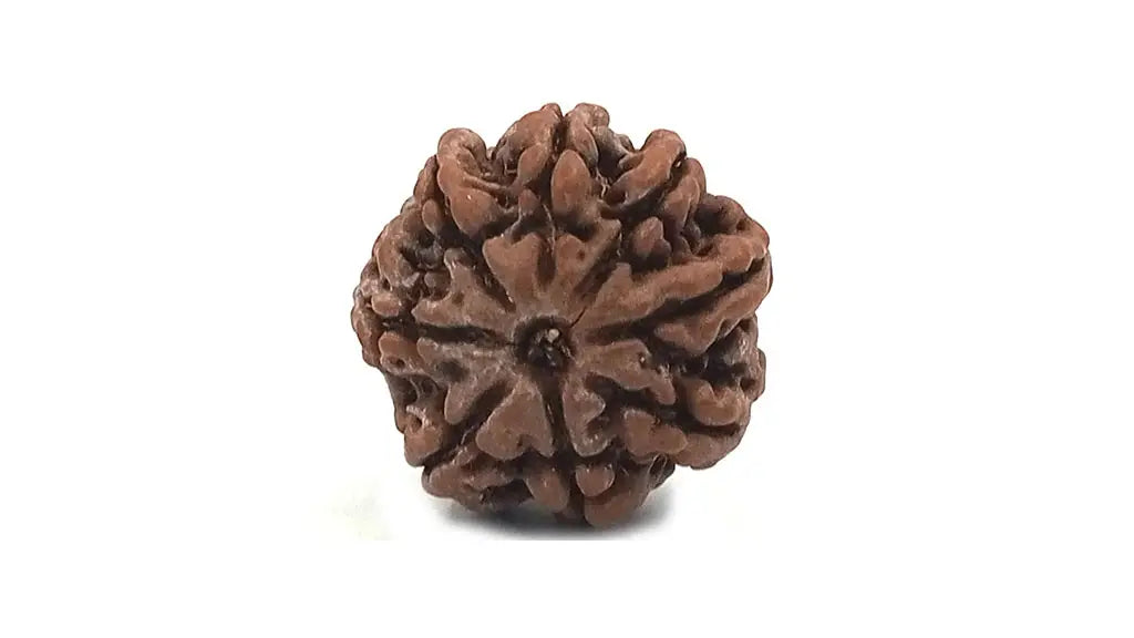 8 Mukhi Rudraksha