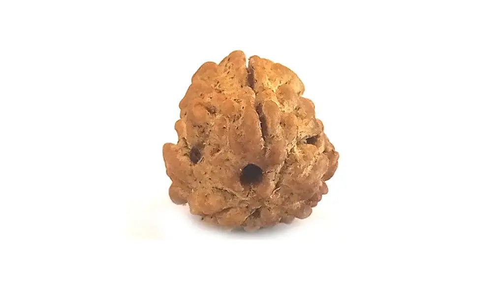 3 Mukhi Rudraksha