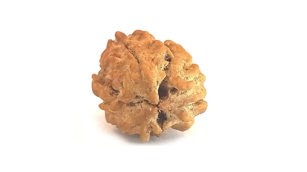 3 Mukhi Rudraksha