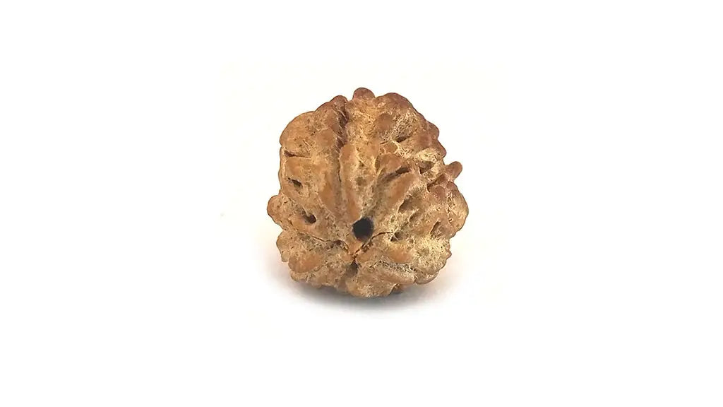 3 Mukhi Rudraksha