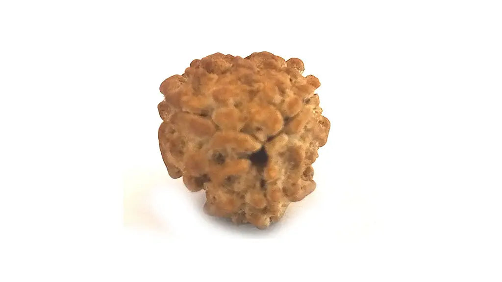 3 Mukhi Rudraksha