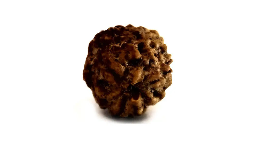 3 Mukhi Rudraksha