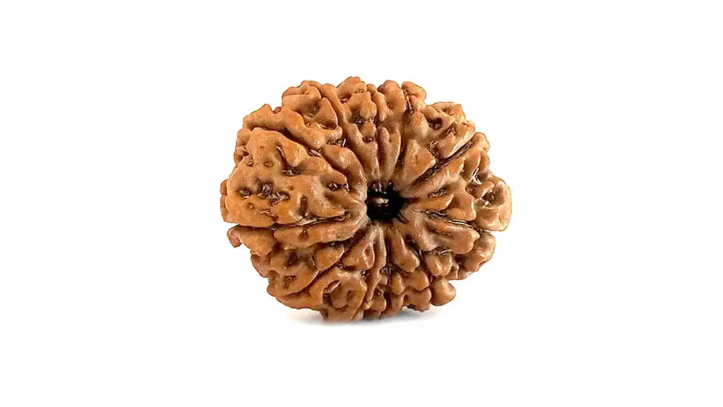 11 Mukhi Rudraksha