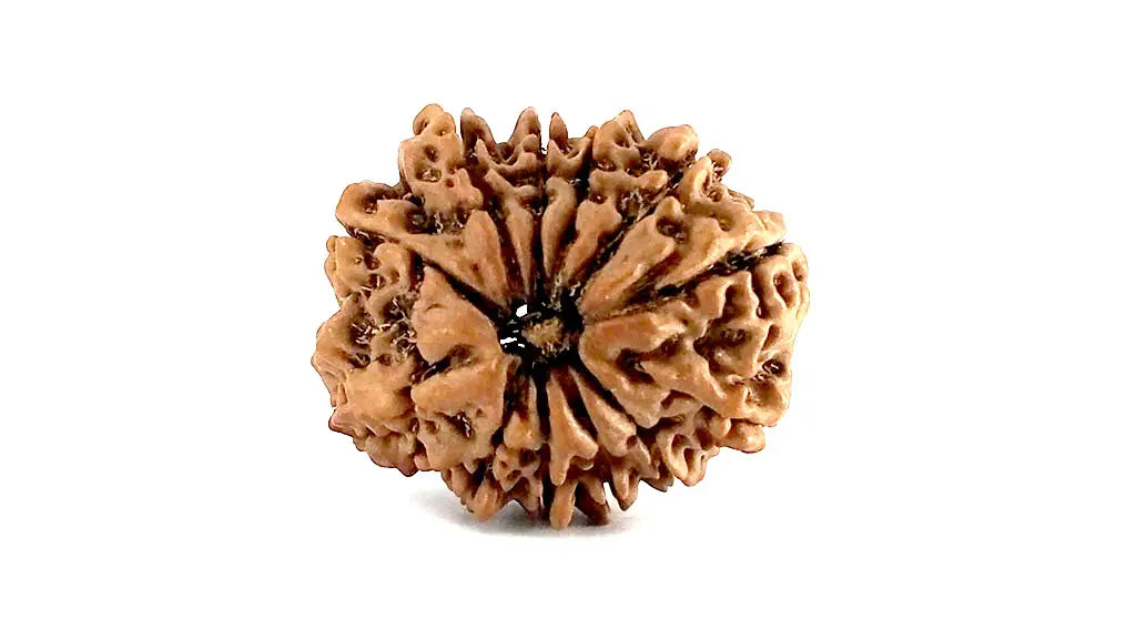 11 Mukhi Rudraksha